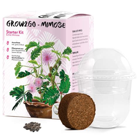 Buy GROW2GO Mimosa Pudica Starter Kit Growing Set - Mini-Greenhouse ...