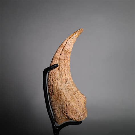 Image result for Rarest Fossils