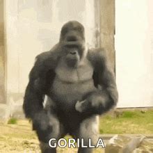 Image result for L2 Library Code