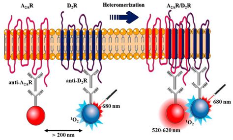 Revealing Adenosine A2A-Dopamine D2 Receptor Heteromers in Parkinson’s ...
