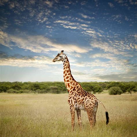 Pictures Of Giraffes Habitat