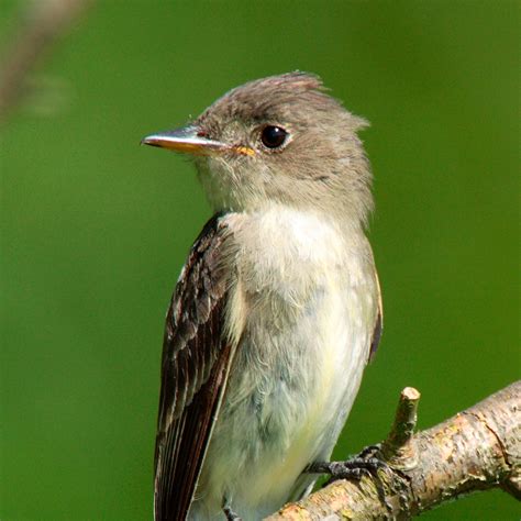 Wood Pewee Bird