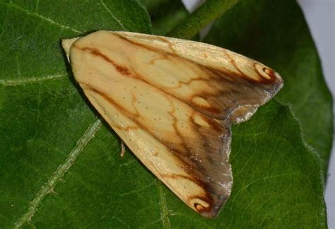 Insect Pests