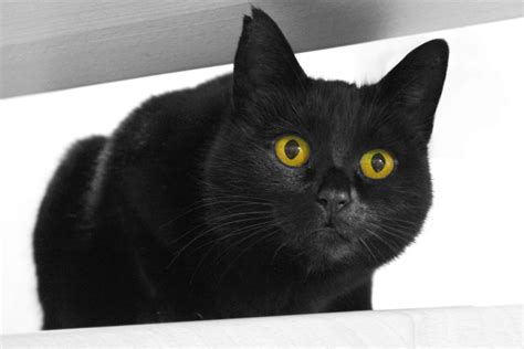 Image result for Howt O Write a Set in a Set Python