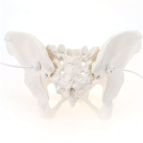 Buy LYOU Life Size Female Pelvis Model, Flexible Female Anatomy Model ...