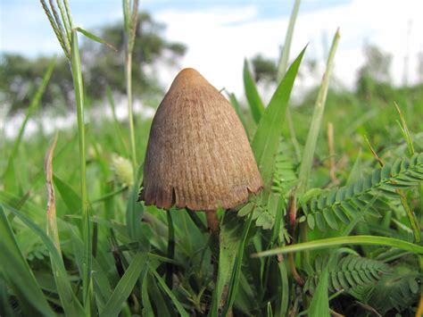 https://ultimate-mushroom.com/images/psilocybe-mexicana-2.jpg