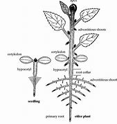 Image result for dicotyledonous