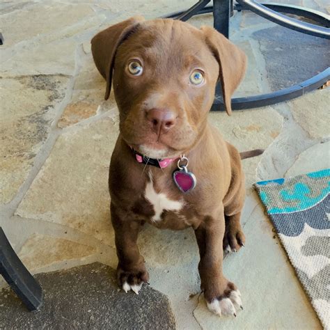 Labrador Retriever Pitbull Mix