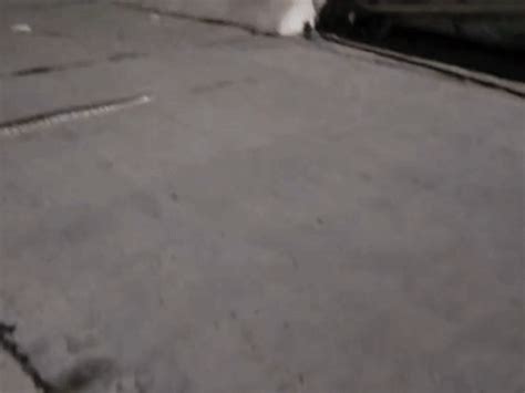 10 foot python halts traffic on kota highway toll workers stop vehicles ...