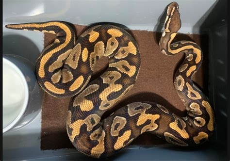 Image result for Goblin Ball Python