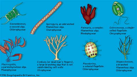 Microbiology 的图像结果