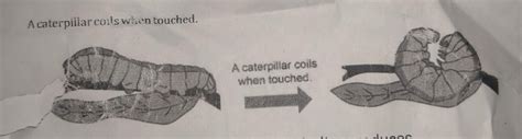 Which feature of the caterpillar is shown in the pictureA caterpillar ...