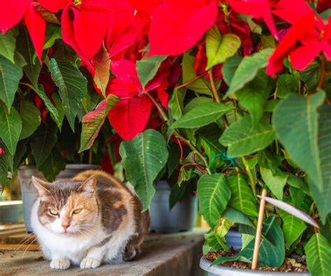 Are Poinsettias Poisonous To Cats? Read On To Find Out… | Gardening ...