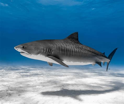 Download Majestic Tiger Shark Swimming Wallpaper | Wallpapers.com