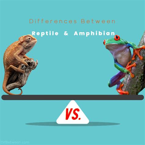 Reptile vs Amphibian Differences: Unveiling Unique Characteristics