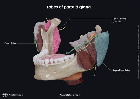 Salivary glands | Encyclopedia | Anatomy.app | Learn anatomy | 3D models, articles, and quizzes