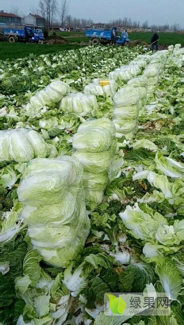 商丘白菜是整个夏邑种植白菜最大白菜基地 - 白菜价格网