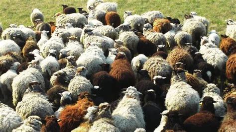 Extensive Farming 的图像结果