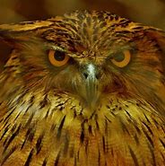 Image result for Owl for Kids HD