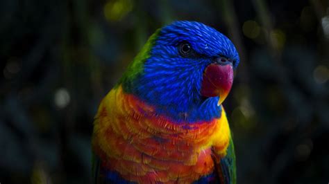 Download wallpaper 1920x1080 parrot, color, colorful full hd, hdtv, fhd ...
