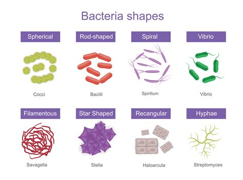 Bacteria Shapes