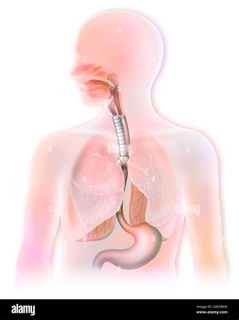Trachea and esophagus hi-res stock photography and images - Alamy