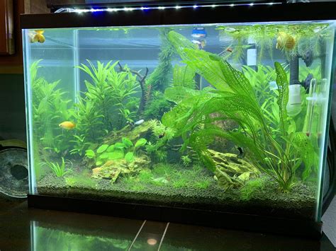New to the hobby, here’s my 20 gallon high! : r/Aquariums