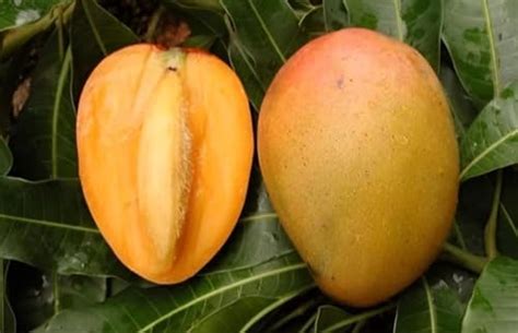 Malgova Mango Plant, home gardening outdoor attractive fruit plant ...
