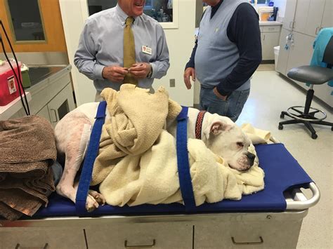 DICKSON ANIMAL CLINIC - Gastonia NC - Hours, Directions, Reviews ...