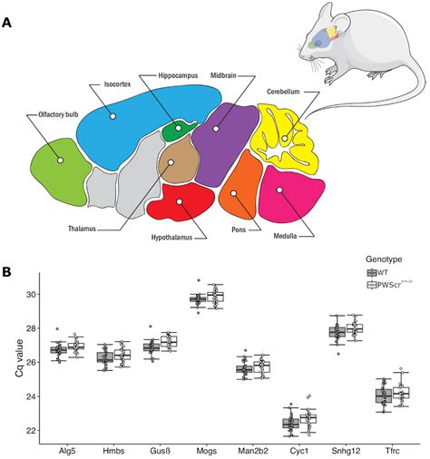 Rat Brain Atlas Pdf at Tyler Mckinley blog
