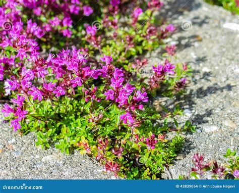 Creeping Thyme stock photo. Image of green, flower, flowerbed - 43839654