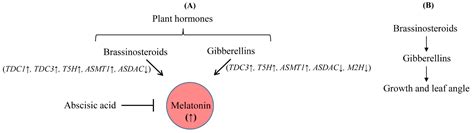 Molecular Regulation of Antioxidant Melatonin Biosynthesis by ...