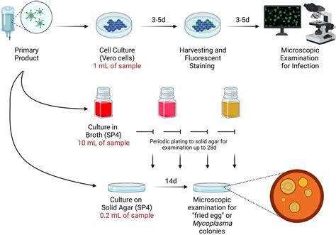 Mycoplasma Cell Culture
