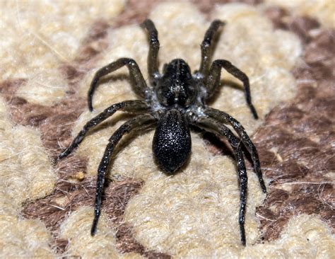 Are Wolf Spiders Poisonous To Animals at Amy Peters blog