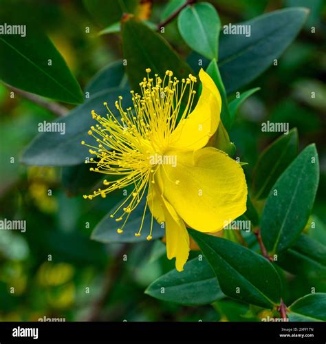 Hypericum pseudohenryi, called the Irish tutsan endemic to China Stock Photo - Alamy