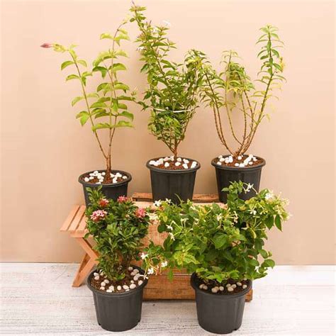 Buy Top 5 Monsoon Special flowering Plants online from Nurserylive at ...