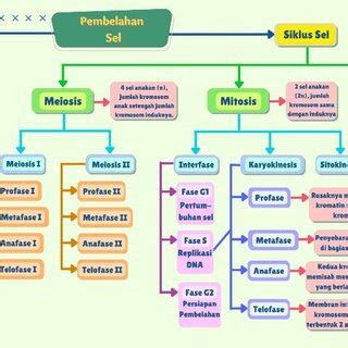 Cell Cycle Concept Map Biology 的图像结果