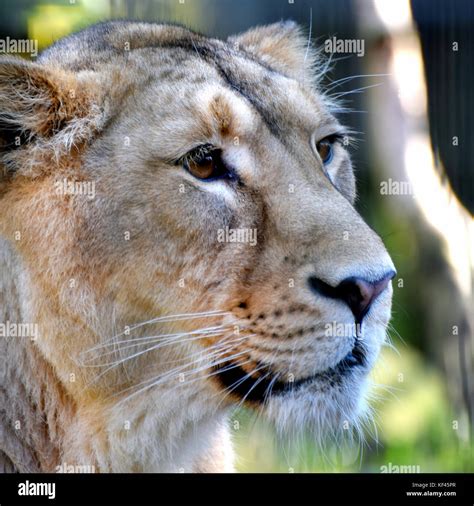 Panthera leo persica hi-res stock photography and images - Alamy