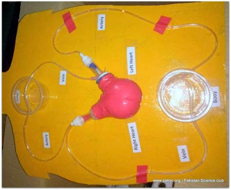 Science Exhibition Model 的图像结果