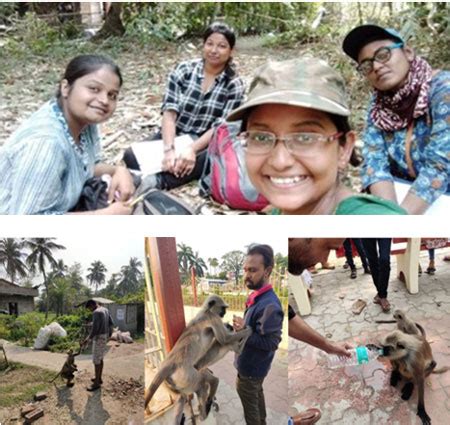 Hanuman Langurs are thoughtful about their food | Department Of Science ...