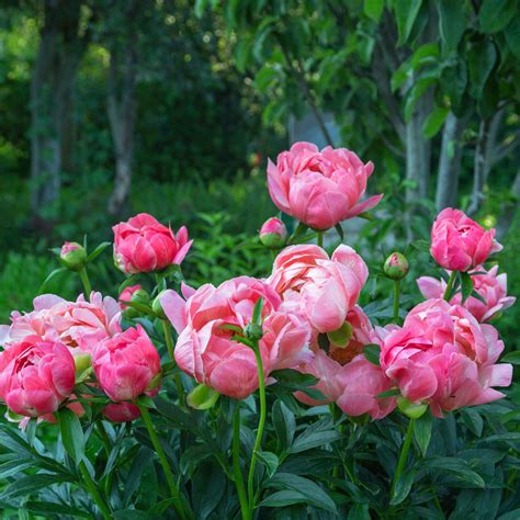 Coral Orange Peony Bulbs For Sale | Coral Charm (Fragrant) – Easy To ...