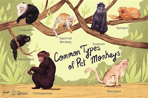 Monkey перевести