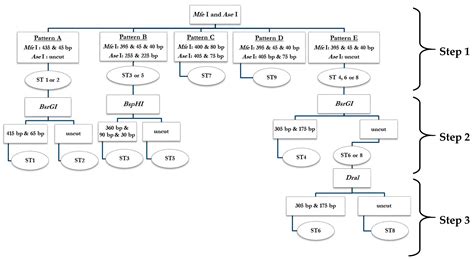 A Simple Genotyping Method for Rapid Differentiation of Blastocystis ...