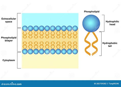 Phospholipid Bilayer Structure, Cell Membrane Structure Stock ...