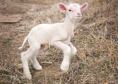 24 Things Lambs Can Eat, and 13 They Cannot