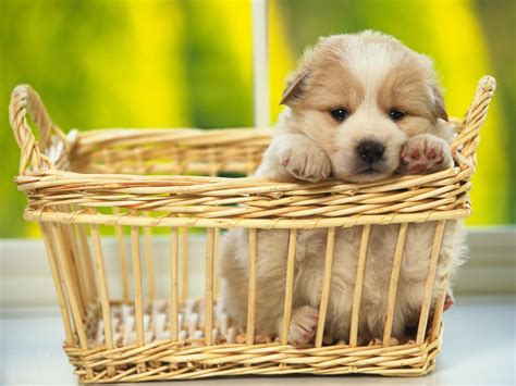 Cute Dogs Wallpapers ·① WallpaperTag