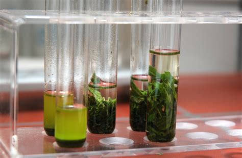 Image result for Moisture Content Sample Problem