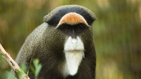 De Brazza Monkey - Animal Horizo