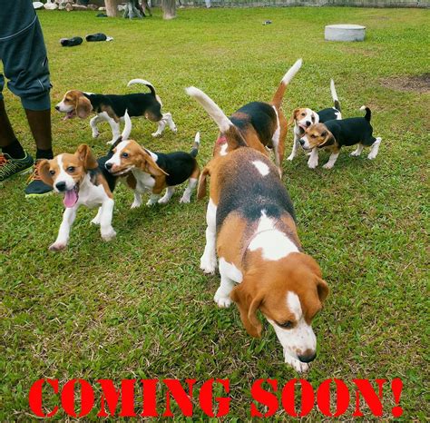 THE BEAGLE MANIA (2025) All You Need to Know BEFORE You Go (with Photos ...