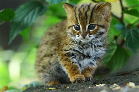The Rusty Spotted Cat: Discovering the World’s Smallest Cat - Modern Cat